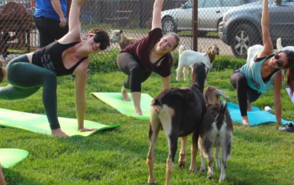 Goat Yoga at Farmer John’s Farmer John's Sustainable Farming